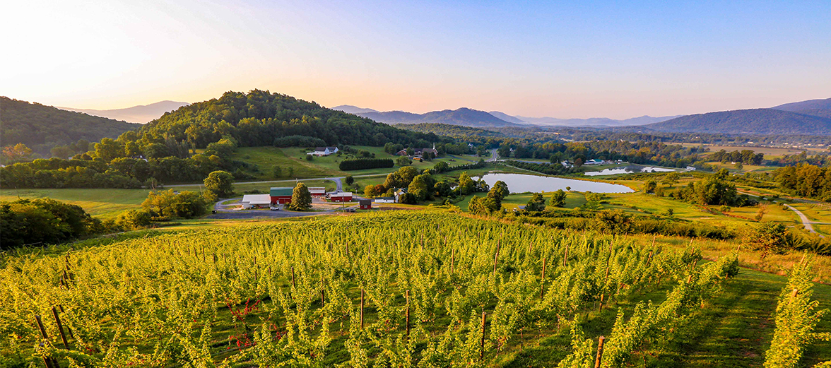 Valley Road Vineyard