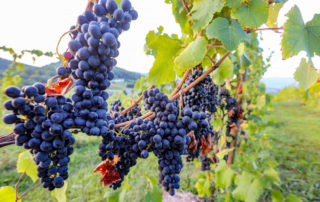 Valley Road Vineyards grapes
