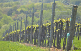 Veritas Vineyard and Winery vineyard bud break