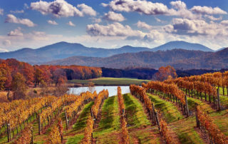 Afton Mountain Vineyards in Autumn