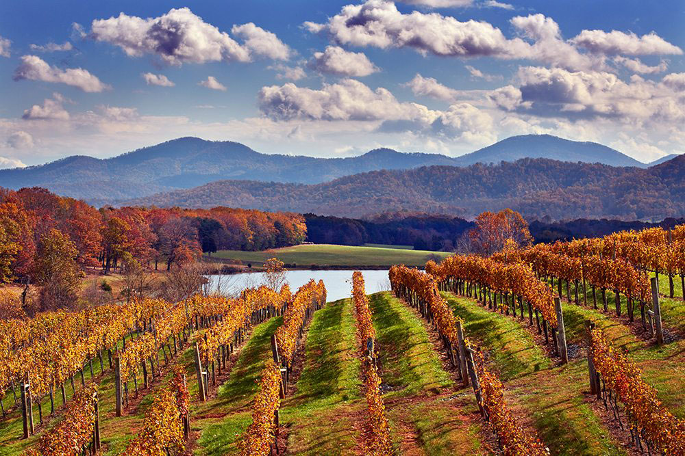Afton Mountain Vineyards in Autumn