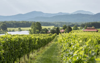 Afton Mountain Vineyards vineyards view