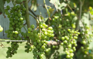 Flying Fox grapes