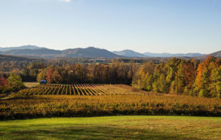 Flying Fox vineyard