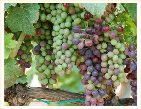 veraison in the vineyard