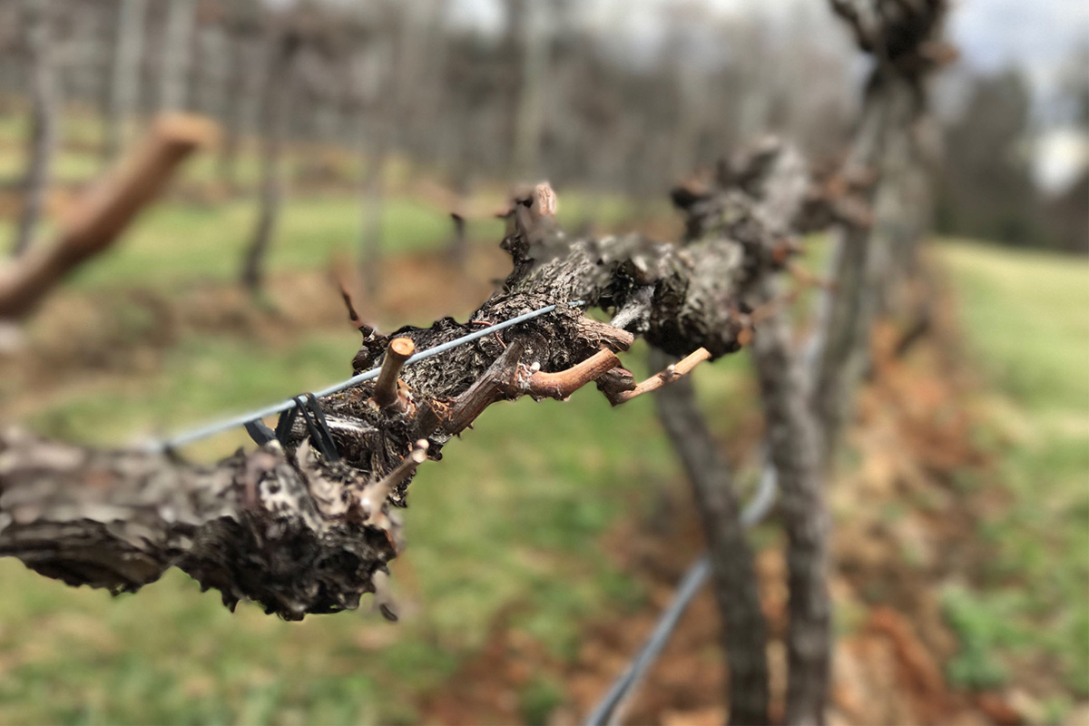 Flying Fox vineyard