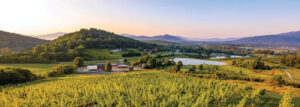 Nelson-151-View-from-Valley-Road-Vineyard