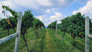 Hazy Mountain vineyard