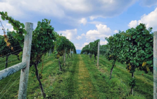 Hazy Mountain vineyard