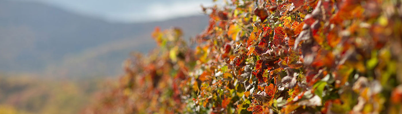 vines in autumn